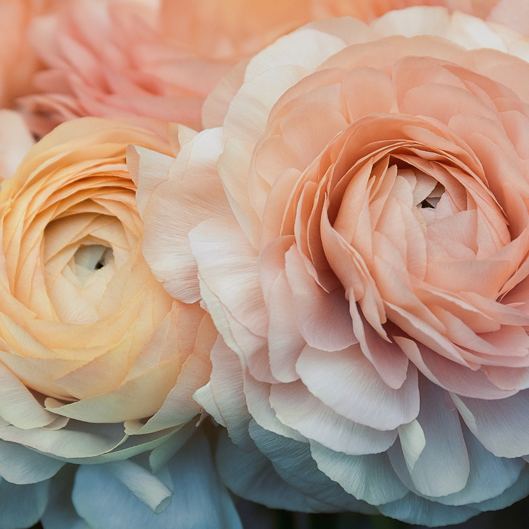 Bloom & Blossom Scented Wax Melts